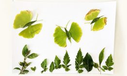 Butterfly Leaf Sticker Tutorial